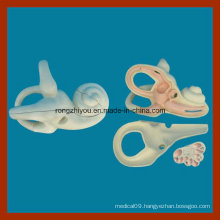 Magnified Internal Ear Dissection Model for Medical Teaching
